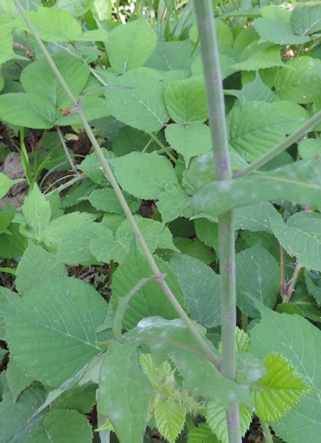 Mycelis muralis (=Lactuca muralis)